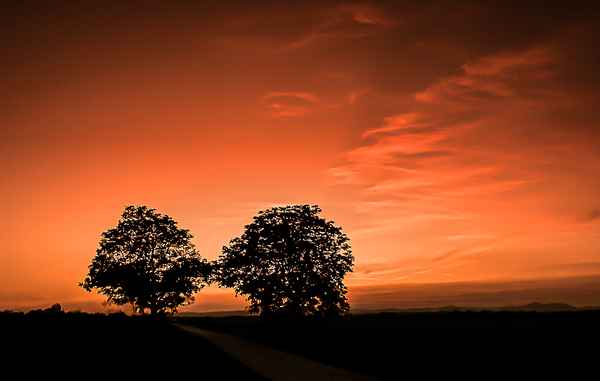 Nussbäume im Abendrot