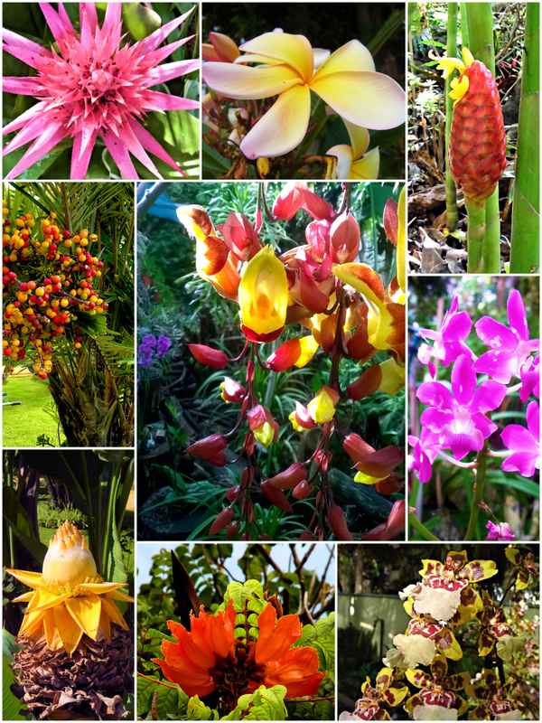 Blumen auf Madeira - Collage 1