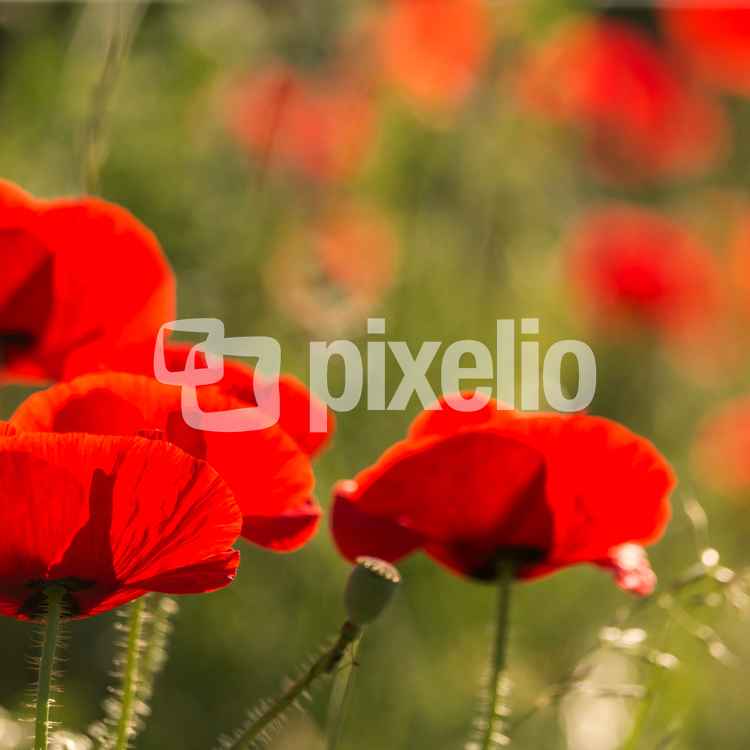 der erste Mohn blüht wieder