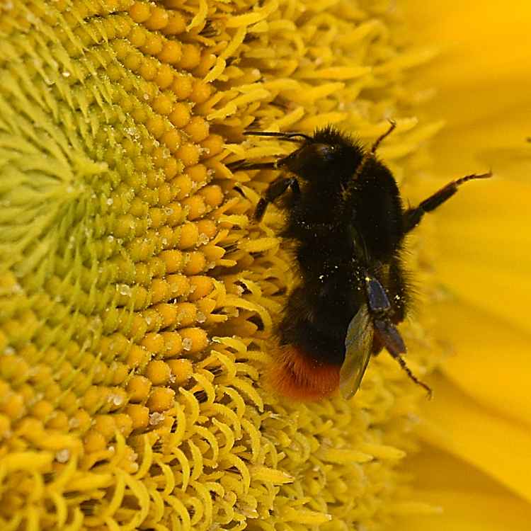 Sonnenblume und Hummel