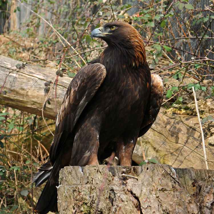 Steinadler