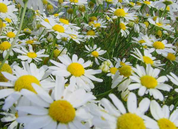 Geruchlose Kamille - oder einfach auch Sommer!!!