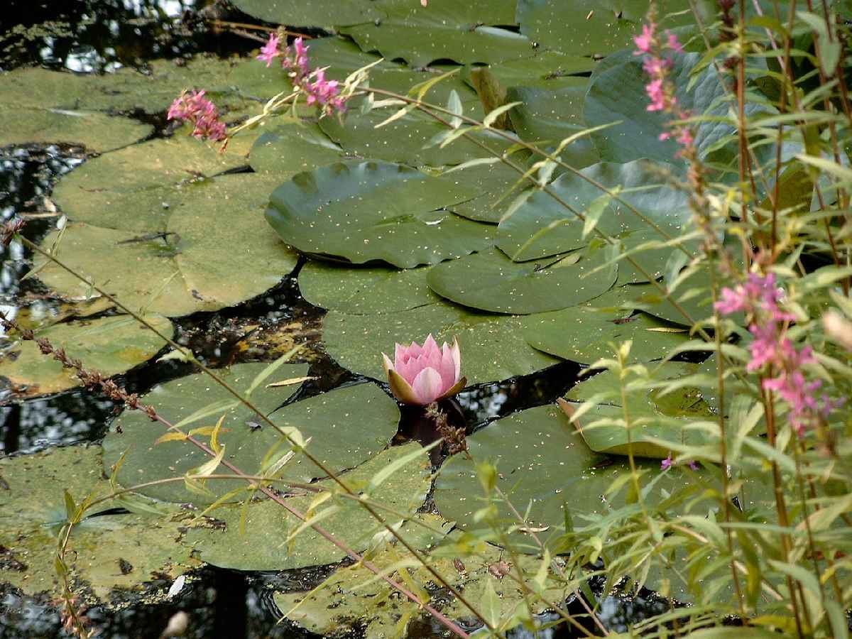 Teichblume