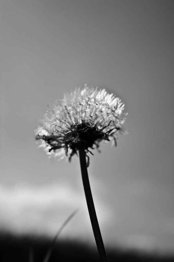 Pusteblume in der Sonne - Schwarz-weiß