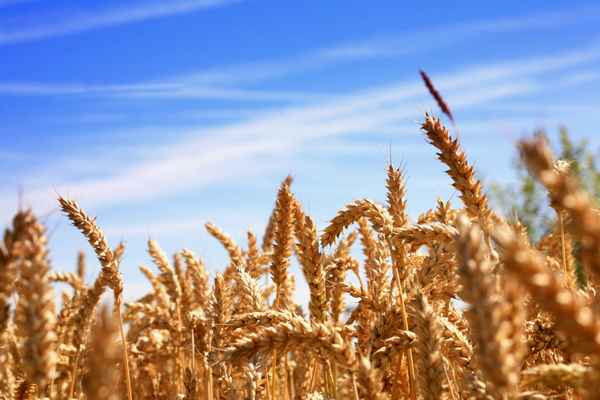 Weizenfeld vor der Ernte 2