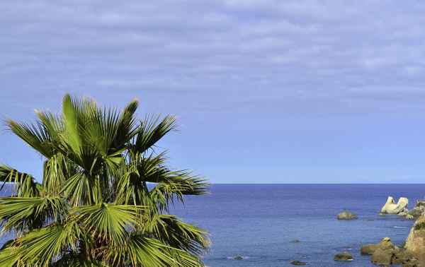 Ischia - Meer mit Palme