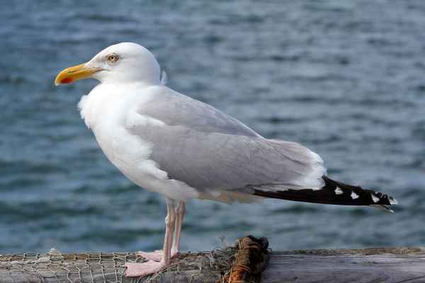 Silbermöwe (Larus argentatus)