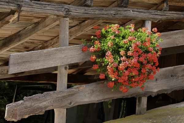 Blumenschmuck, gesehen an einer Stadelauffahrt