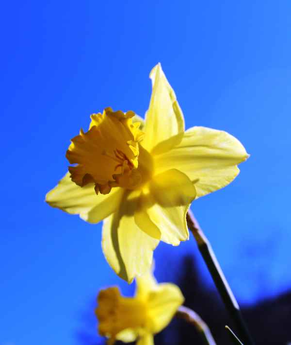Osterglocke vor blauem Himmel