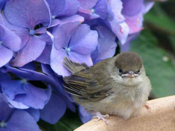 Mönchsgrasmücke vor Hortensie
