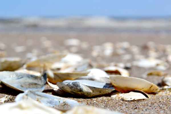 Strandmuscheln