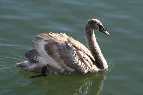 Jungschwan