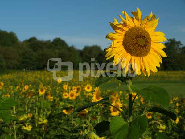 Sonnenfeld