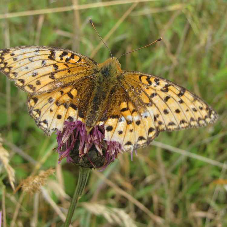 Großer Perlmuttfalter (Argynnis aglaja)