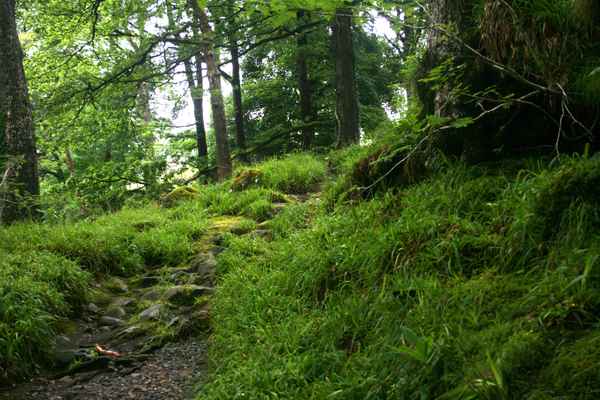 Im Wald
