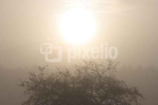 Nebelmorgen 2