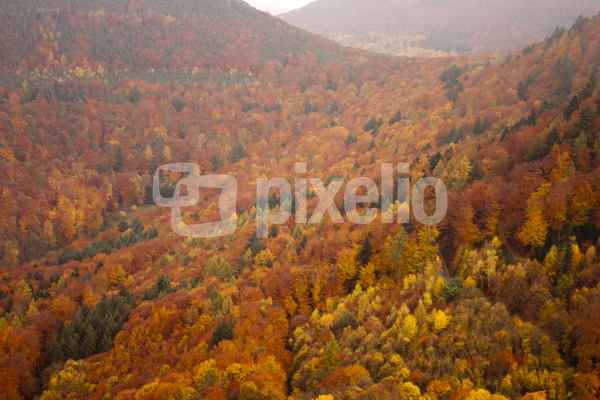 Herbstwald