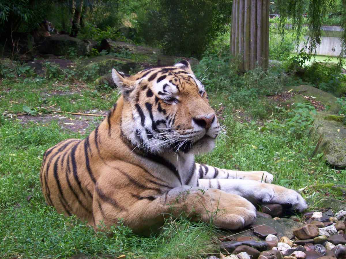 Tiger! 2