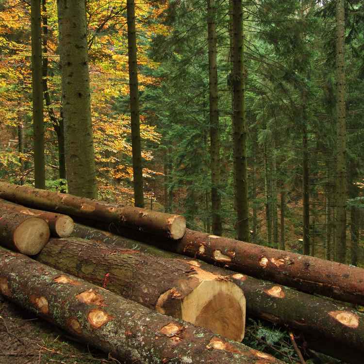 Holzernte im Herbstwald