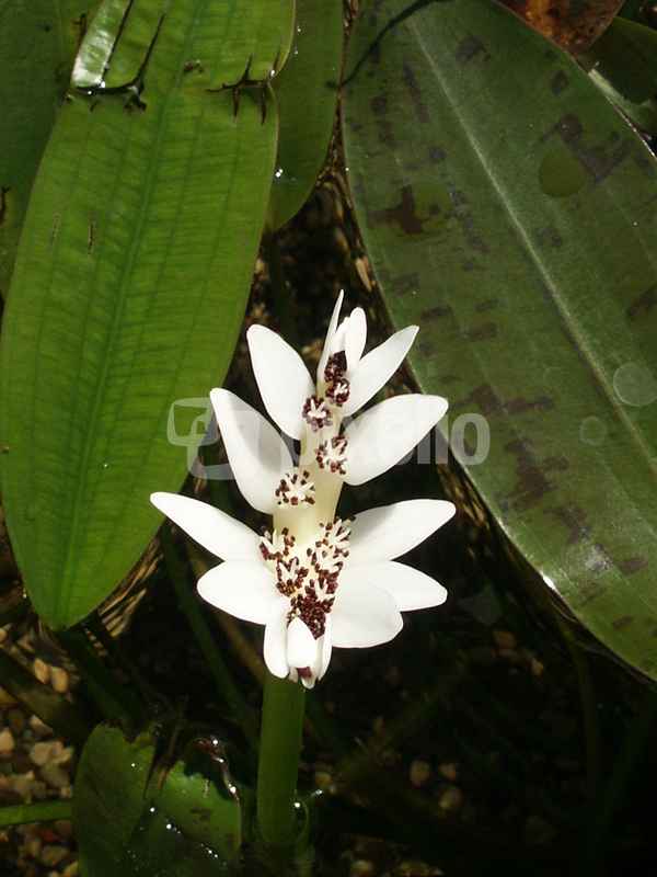 Seerose