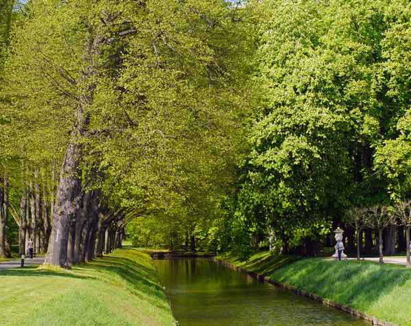 Frisches Grün im Park