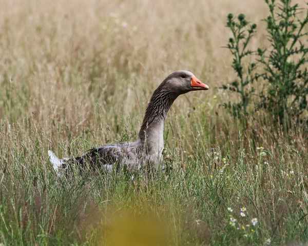 pommerngans im weideparadies