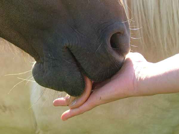 Küss die Hand