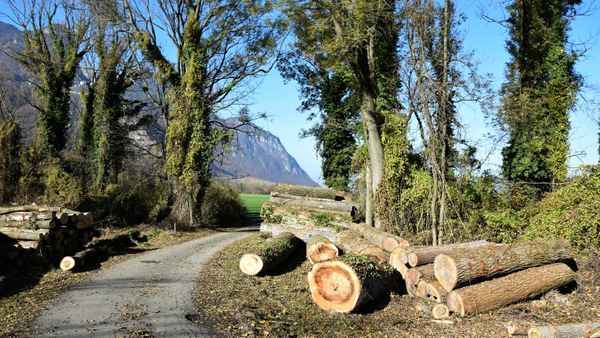 Holzschlag