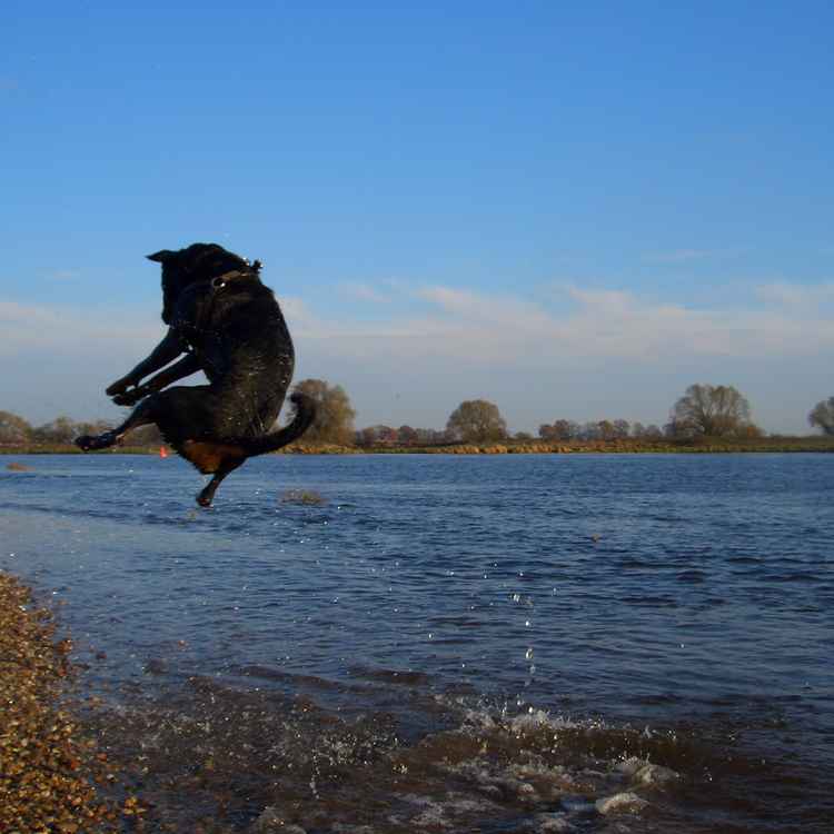 rottweiler im anflug