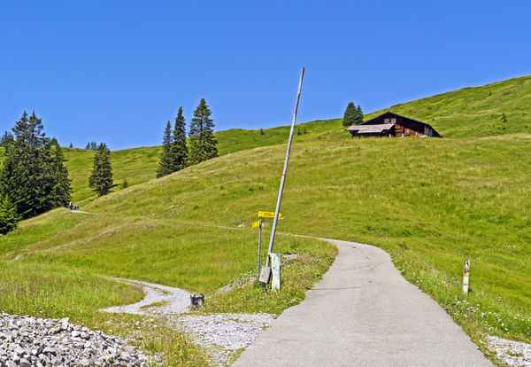 Bergwandern an der Baumgrenze