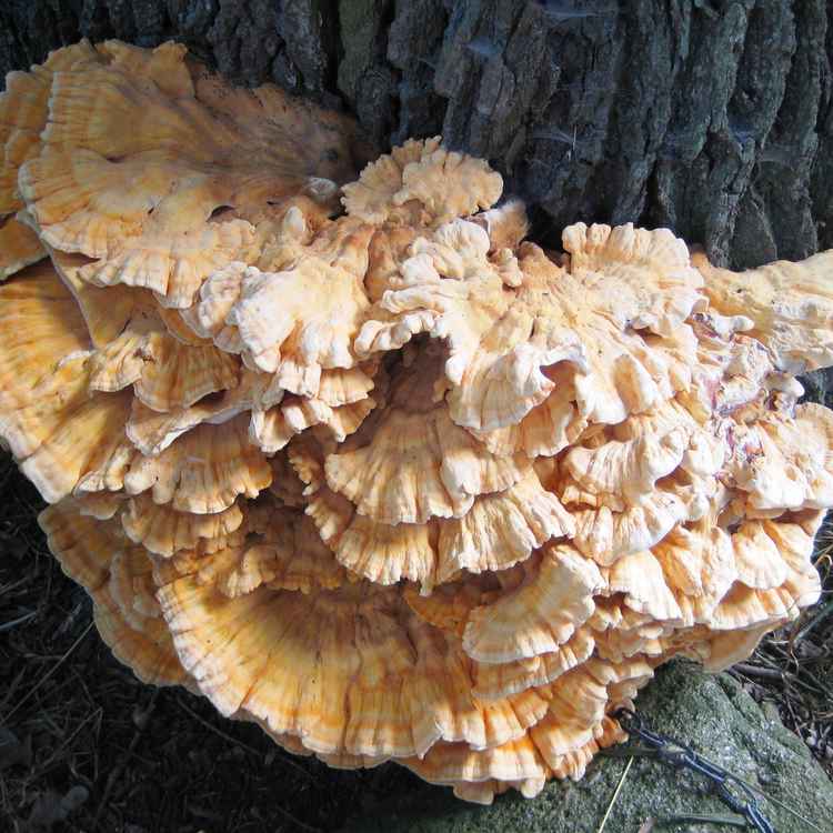 Großer Baumpilz