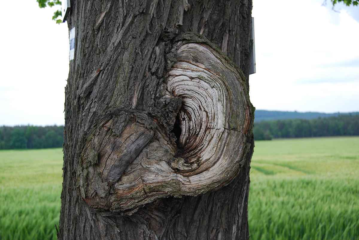Baum mit großen Ohr