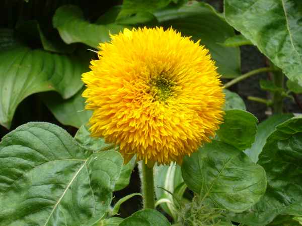 Gefüllte Sonnenblume
