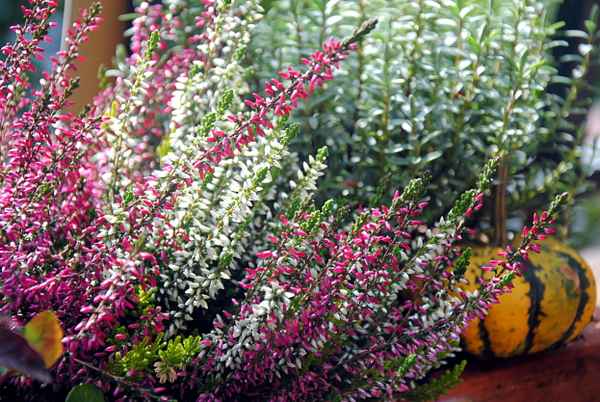 Herbst 6