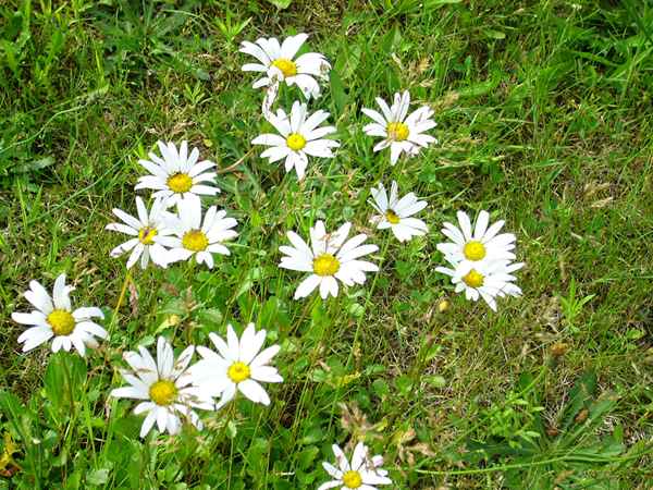 Margeriten 3
