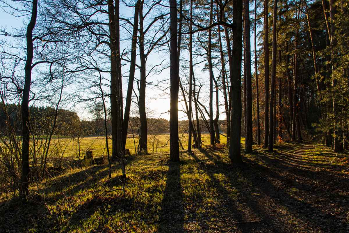Abendstimmung am Waldrand