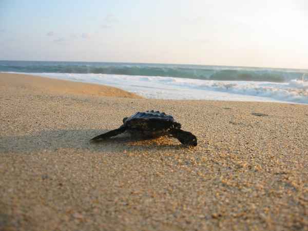 Tortuga
