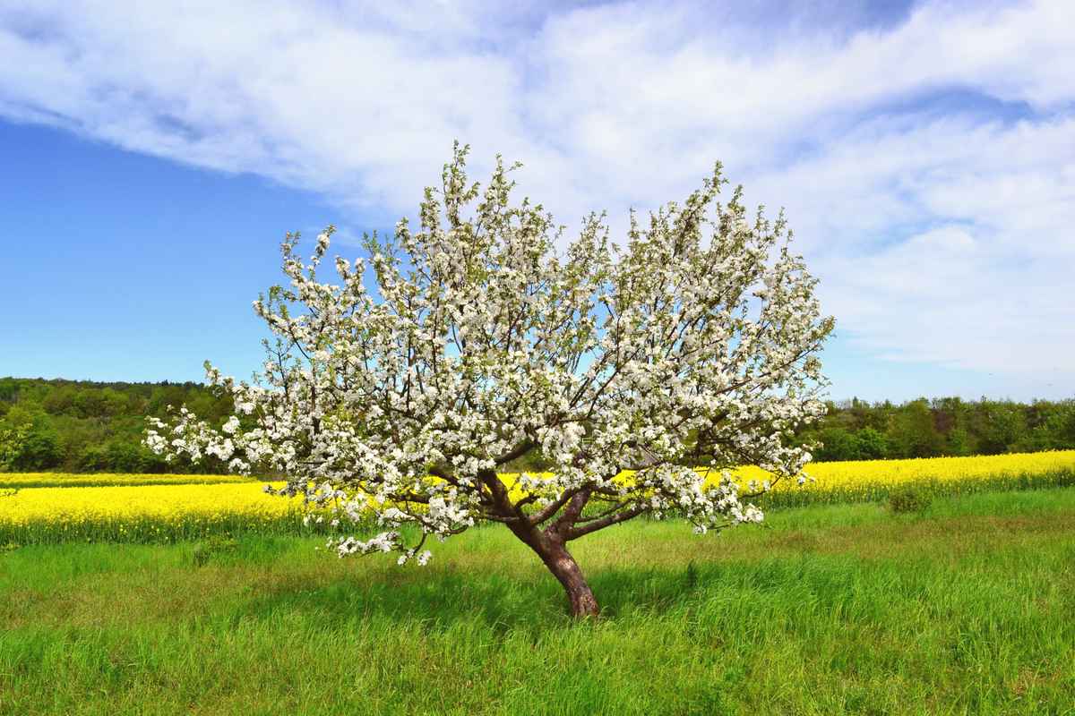 blühender Apfelbaum