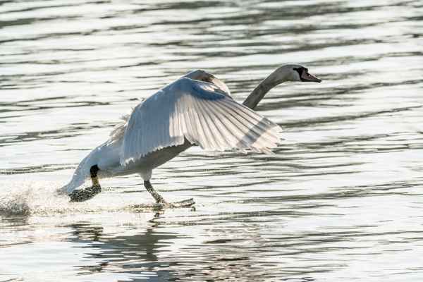 Schwan