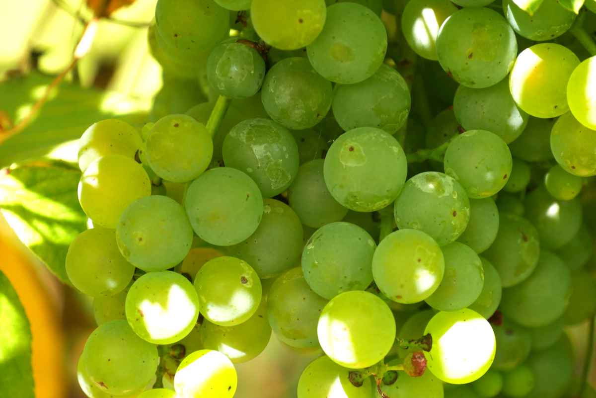 Trauben