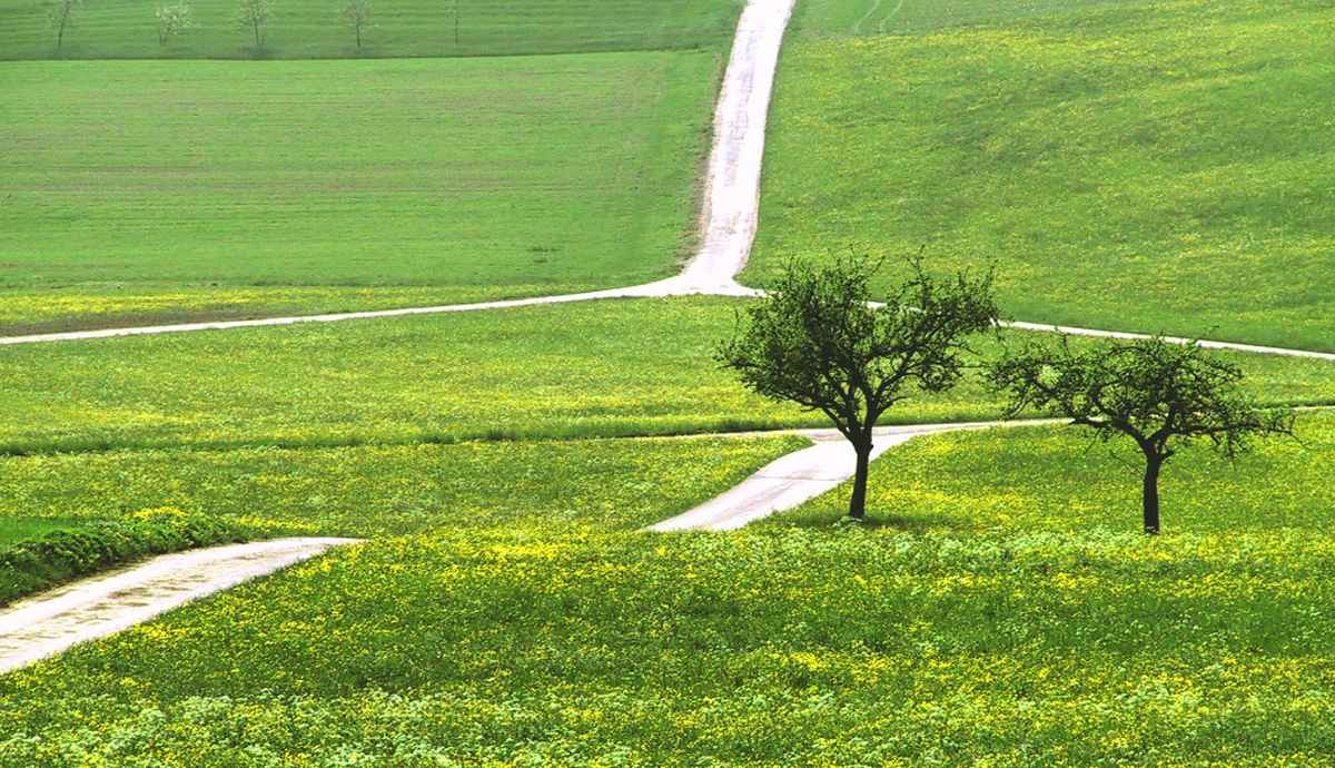 Aufblühen in Wiese und Feld