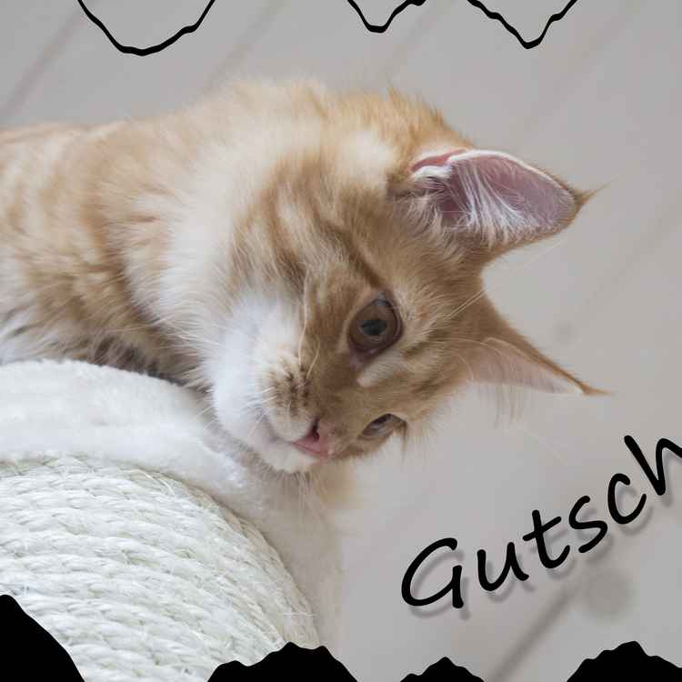 Gutschein mit Katze