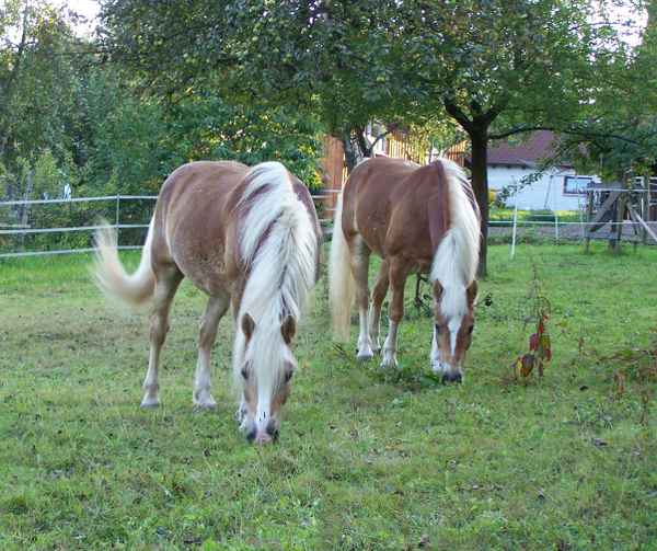 due Haflinger