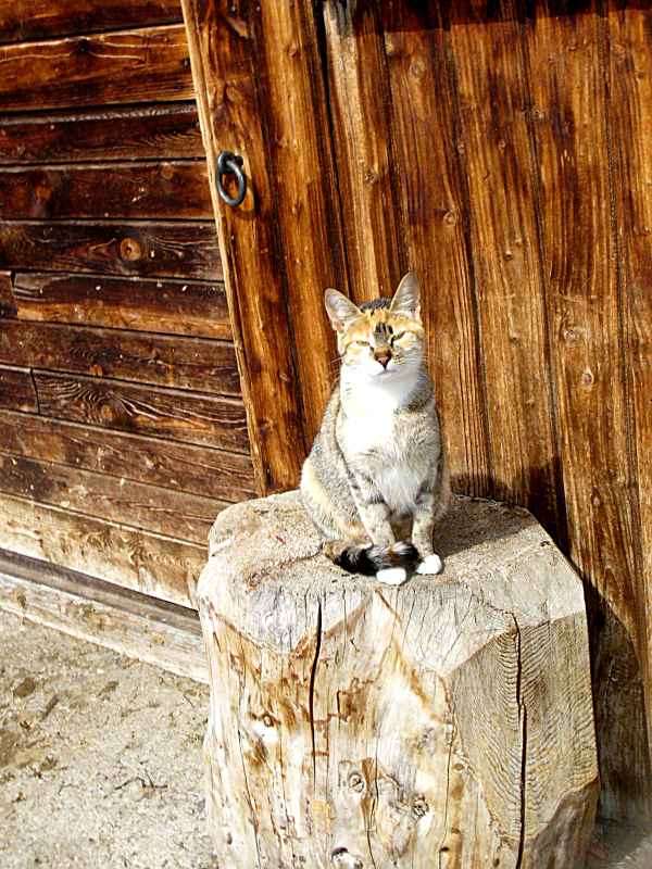 Die Katze des Bergbauern Nummer 2