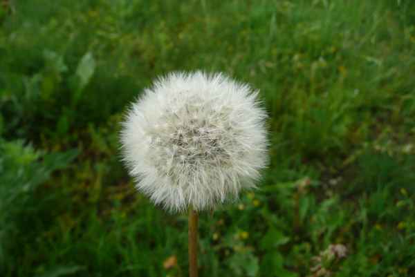 Pusteblume
