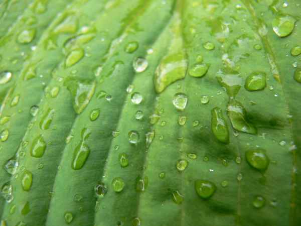 Blatt mit Regentropfen Bild1