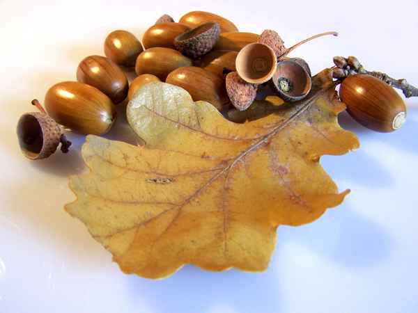 Stillleben Eicheln_3