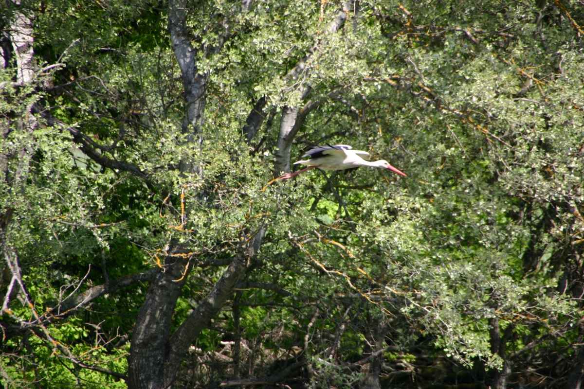 Storch im Nest