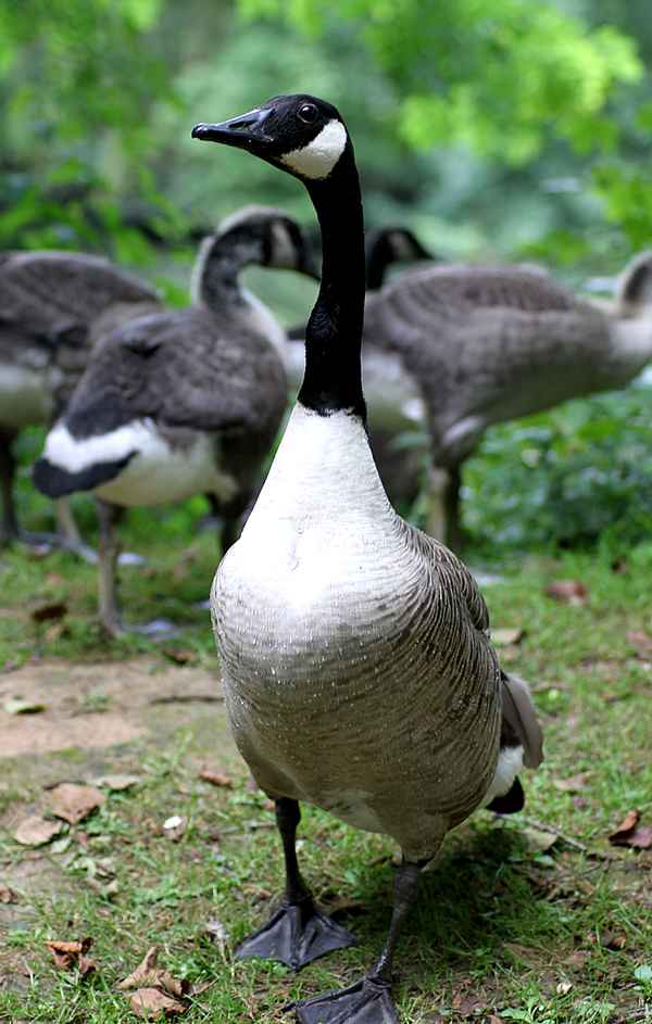 Gustav, die Gans