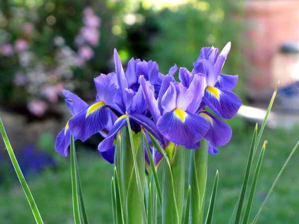 Schwertlilie im Garten
